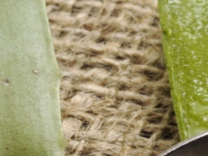 aloe vera 2