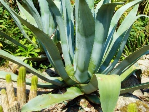 aloe vera divoka